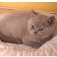 Amadeus, Britisch Kurzhaarkatze - Kater