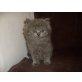 Amadeus, Britisch Langhaar - Kater