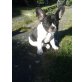 Amadeus Reinrassige Freiatmende! Franz. Bulld, Französische Bulldogge Welpen - Rüde