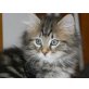 Amadeus, Sibirische Katze - Kater