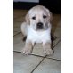 Amalia,Abiona, Labrador Retriever Welpen - Hündin