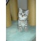 Amanda, Britisch Kurzhaarkatze - Katze