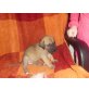 Amanda, Deutsche Dogge - Hündin