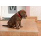 Amanda, Labrador Retriever Welpen - Hündin