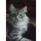 Amanda, Maine Coon - Katze