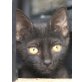 Amarillo, kleiner Knirps sucht Familie - Kater