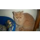 Amaru, Britisch Kurzhaarkatze - Kater