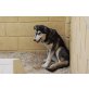 Amatista, gehorsamer Husky-Mix - Hündin