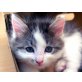 Amaya, Ich bin eine kleine Prinzessin - Katze
