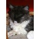 Amaya, Maine Coon - Katze