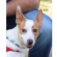 Amaya, Podenco Andaluz - Hündin