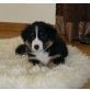 Amazingnature About A Girl Amira, Australian Shepherd Dog Welpen - Hündin