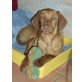 Amazon-eine wahre Schönheit, Magyar Vizsla Welpen - Hündin