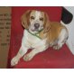 Amber, Beagle - Hündin