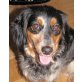 Amber, Cavalier King Charles Mix, Vorarlb. - Hündin