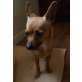 Amber, Chihuahua Mischling,  3 Jahre, freundlich - Hündin