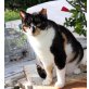 Amber, Perser-Mix - Katze