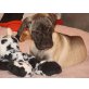 Amber mit dem Spitzname Bambi, Bullmastiff Welpen - Hündin