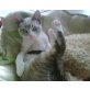 Amber, süßes Siam-Mix Mädchen - Katze