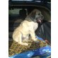 Ambos, Kaukasischer Schäferhund und Riesenschnauzer Welpen - Rüde