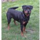 Ambra vom Rottweilerschloss, Rottweiler - Hündin
