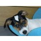 Ambros, Jack-Russell-Terrier Welpen - Rüde