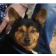 Ambrosio, Pinscher Dackel Mix - Rüde