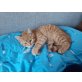 Ameli, Hauskatze - Katze