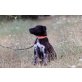 Amelia, Amelia - ein LabradorMischling? Welpen - Hündin