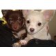 Amelie & Alisa, Chihuahua langhaariger Schlag - Hündin
