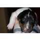 Amelie, Jack-Russell-Terrier - Hündin