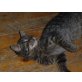 Amelie, Katzenbaby - Katze