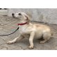 Amelie, Labrador - Hündin