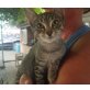 Amelie, Mischling - Katze