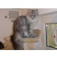 Amelie, Norwegische Waldkatze/Maine Coon - Katze
