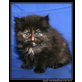 Amelie, Perser - Katze