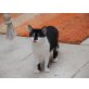 Amelie kinderlieb, Europäische Kurzhaarkatze - Katze