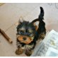 Amelie und Ariane, Yorkshire Terrier Welpen - Hündin