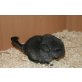 Amelie und Emelie, Langschwanzchinchilla - weiblich