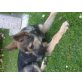 Amelka, Schäferhund Malinois - Hündin