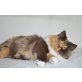 Amely, Britisch Langhaar - Katze