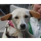 Amely, Parson Jack Russell Mix - Hündin