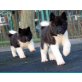 American Akita Welpen, Akita Inu - Hündin
