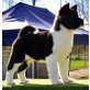American Akita Welpen, American Akitas - Hündin