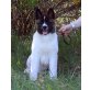American Akitas - Hündin
