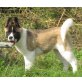 American Akitas Welpen - Hündin