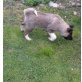 American Akitas Welpen - Hündin