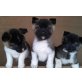 American Akitas Welpen - Hündin