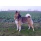 American Akitas Welpen - Hündin