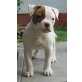 American Bulldog - Hündin